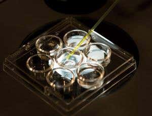 First baby born after full genetic screening of embryos