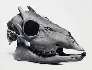 Skull shots: When Irving Penn peeled away the skin