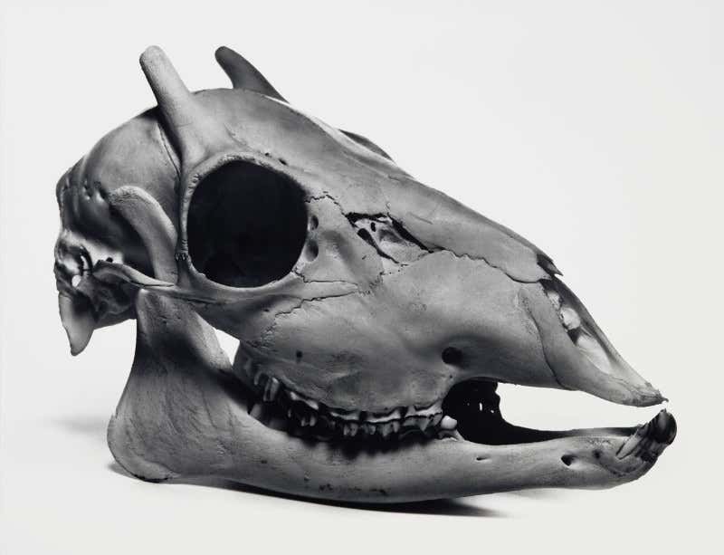 New Scientist. Science news and long reads from expert journalists, covering developments in science, technology, health and the environment on the website and the magazine.