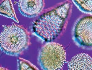 Rules of evolution go a bit random if you're small