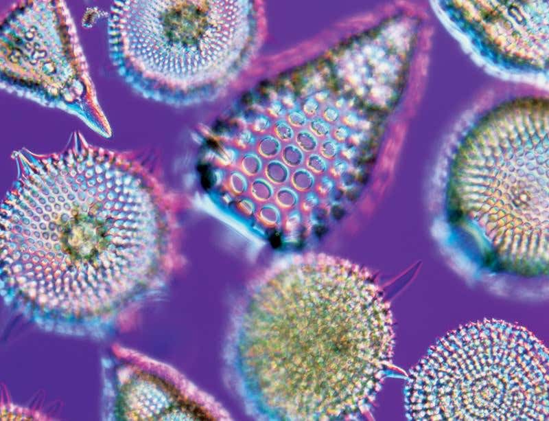 New Scientist. Science news and long reads from expert journalists, covering developments in science, technology, health and the environment on the website and the magazine.