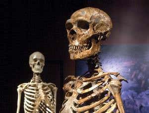 First look into workings of the Neanderthal brain