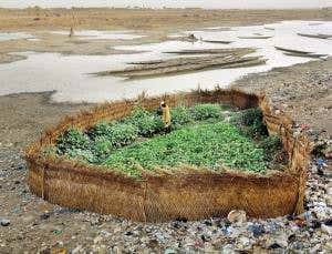 A garden of my own amid a sea of garbage