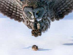 Bird senses: Touch and hearing