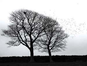 Bird senses: Taste, smell and magnetism