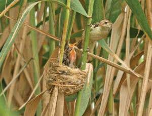 Garden of Eden to become Iraqi national park