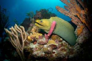 Coral mappers reach Caribbean waters