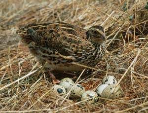 Zoologger: Quail whip up a lovely sperm meringue