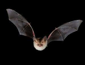 Beautiful British bat is one in just 1000