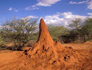 Headbanging termite drummers sound the alarm