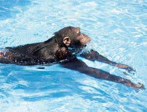 Forget doggy paddle - apes prefer breaststroke