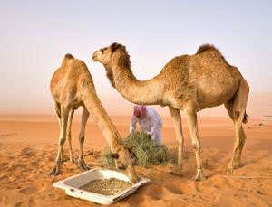 Camels charged with passing MERS virus to people