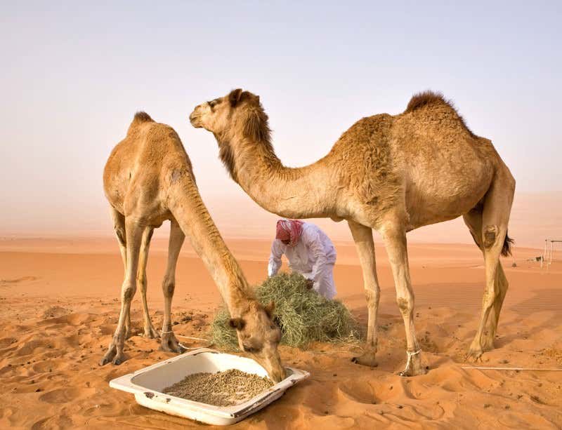 New Scientist. Science news and long reads from expert journalists, covering developments in science, technology, health and the environment on the website and the magazine.