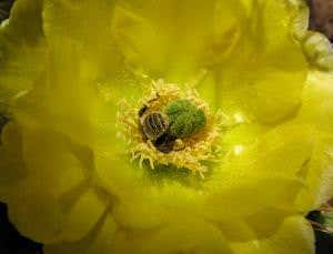 Is there hope for the bees?