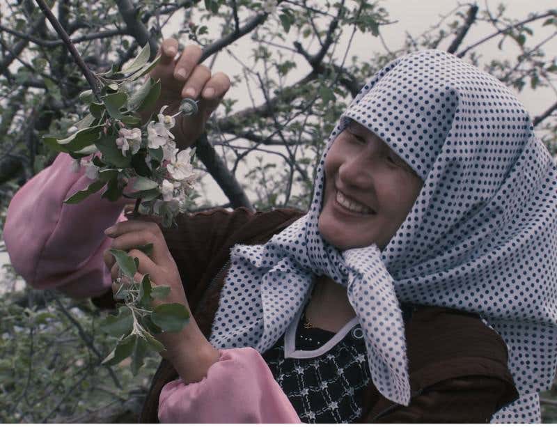 Busy as a bee, pollinating flowers by hand