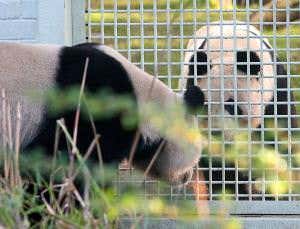 Zoologger: How to persuade a giant panda to have sex