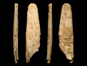 First bone tools suggest Neanderthals taught us skills