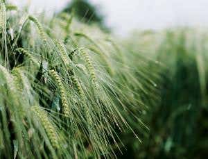 Ancient climate change picked the crops we eat today