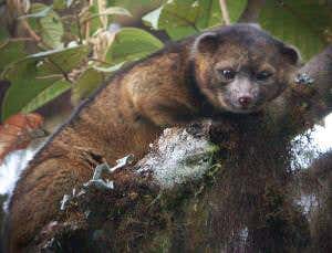 New cloud-forest mammal looks like living teddy bear