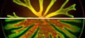 Dangerous biofilm bacteria evolve to be easy to treat