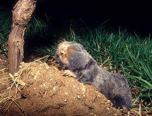 Zoologger: The rat that defies powerful carcinogens