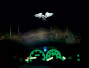 Birds are aware of speed limits on roads