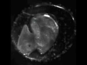 Time-lapse footage shows snail embryo in high gear