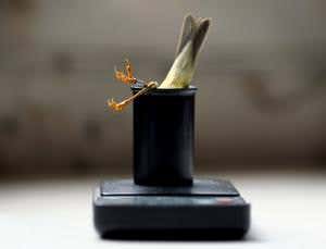 Bottoms up for a bird on a balance