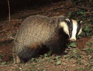 UK farmers start shooting badgers to prevent TB spread