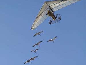 Whooping cranes learn migration from wise elders