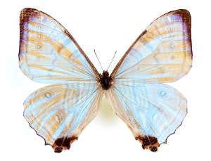 Butterfly-wing electronics converts light to heat