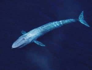 Whales tan too, basking in the big blue