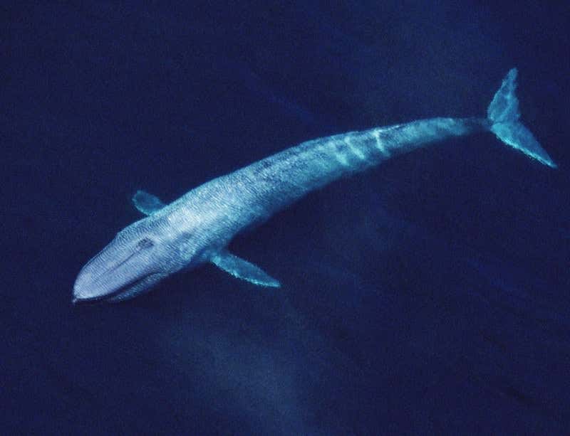 New Scientist. Science news and long reads from expert journalists, covering developments in science, technology, health and the environment on the website and the magazine.