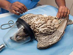 'And how are we feeling today?' 'Squawk! Kiy-ee!'