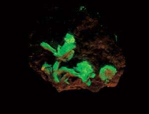 An elementary history lesson