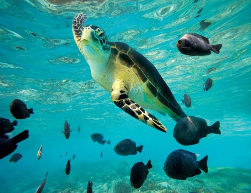 New Scientist. Science news and long reads from expert journalists, covering developments in science, technology, health and the environment on the website and the magazine.