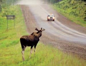 Radar warns drivers when there's a moose on the loose