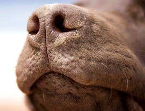 How to train a canine conservationist