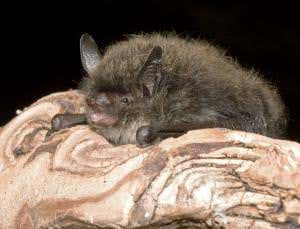 Gene clues may explain why Brandt's bat lives so long