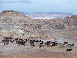 Whoa! How to rein in the US's wild horses
