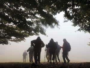 Biodiversity app logs insects by their telltale call