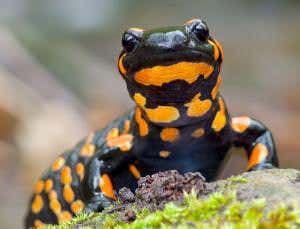 Skin-eating fungus is wiping out fire salamanders