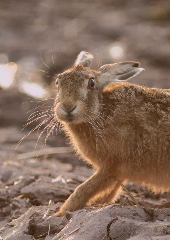 Wagtail battles itself in award-winning photo