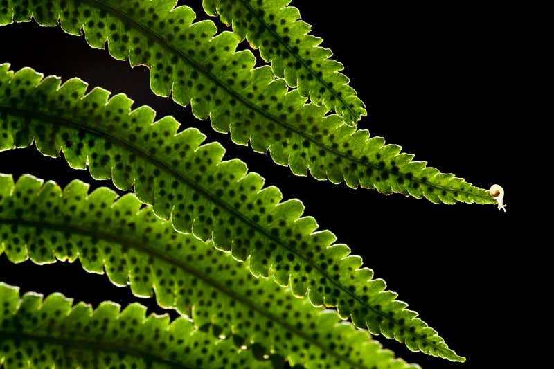 Wagtail battles itself in award-winning photo
