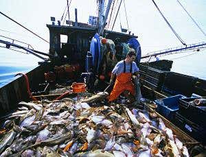 Are there ecological merits to trawling the seabed?