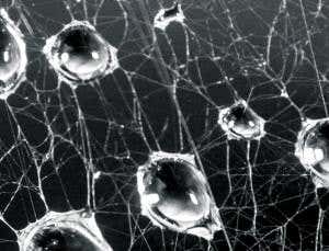 Nanotube-coated spider silk can sense your heartbeat