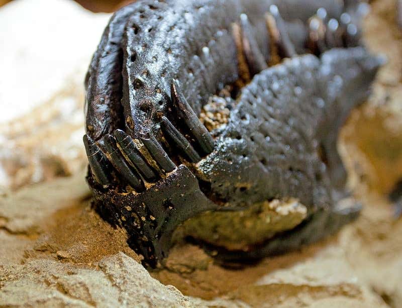 Fossilised dinosaur battle expected to fetch millions