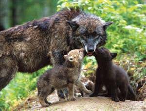 Grey wolf's future hinges on taxonomic row