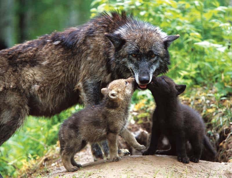 New Scientist. Science news and long reads from expert journalists, covering developments in science, technology, health and the environment on the website and the magazine.