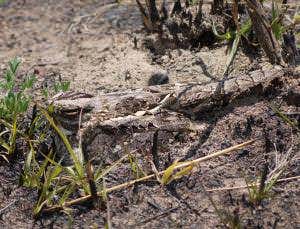 Predators learn to see through incredible camouflage
